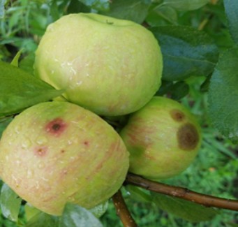 Figure 4 apple dd .jpg